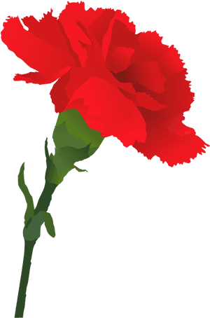 Carnation Cliparts - Carnation Clipart Png, Transparent Png PNG image with transparent background