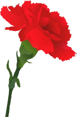 Red Carnation Vector Illustration PNG Image