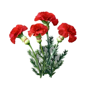 Red Carnations Delight Png 06122024 PNG Image