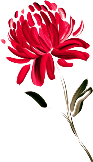 Australia Waratah Painted Chrysanthemums Chrysanthemum - Australian Flowers Clipart Png, Transparent Png PNG image with transparent background