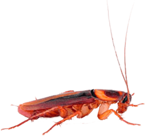 Roach Png Free Download - Hornet, Transparent Png PNG