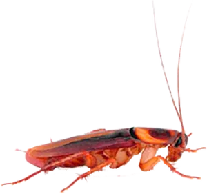 Red Cockroach Profile PNG Image