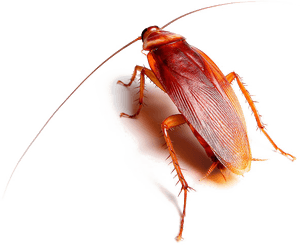 Red Cockroach Transparent Background PNG