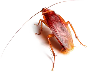 Red Cockroach Transparent Background PNG Image