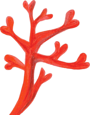 Red Coral Computer Icons Coral Reef Deep-water Coral - Red Coral Clipart, HD Png Download PNG with transparent background