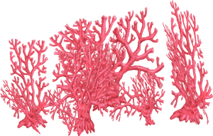 Fire Coral Png, Transparent Png PNG with transparent background
