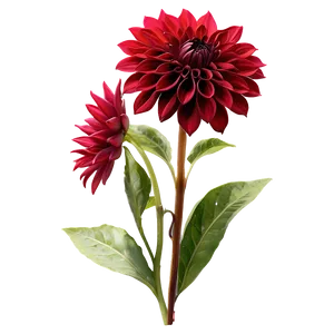 Red Dahlia Flowers Png Nsl16 PNG Image