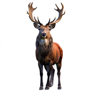 Red Deer Stag Png 49 PNG Image