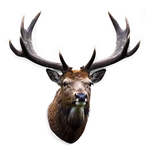 Red Deer Stag Png Xrr12 PNG Image