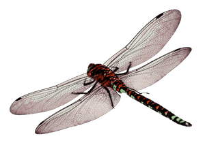 Red Dragonfly Transparent Background PNG image with transparent background