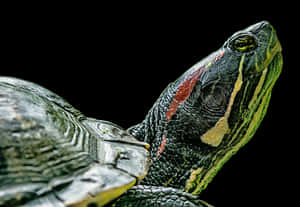 Red Eared Slider Profile PNG image with transparent background