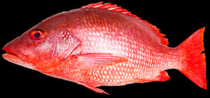 Red Fish Png - Red Snapper Fish Png, Transparent Png PNG image with transparent background