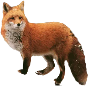 Red Fox Standing Black Background PNG Image