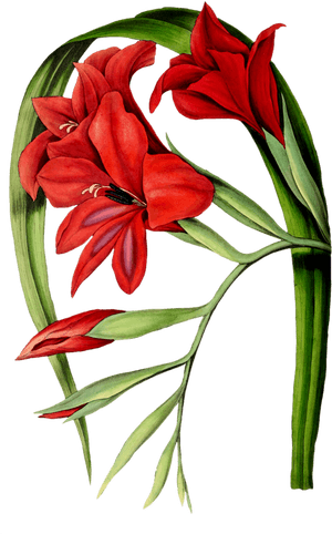 Transparent Gladiolus Png - Botanical Gladiolus, Png Download PNG with transparent background