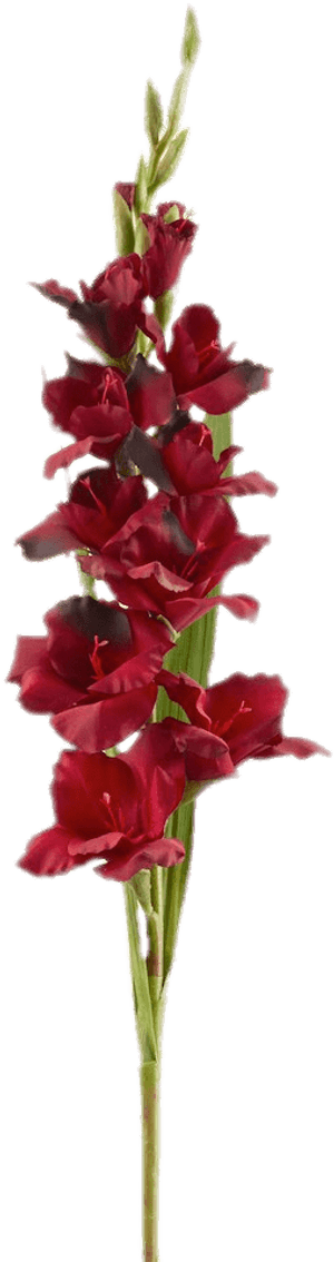 Red Gladiolus - Clip Art, HD Png Download PNG with transparent background