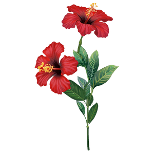 Red Hibiscus PNG 05232024 PNG image with transparent background