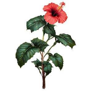 Red Hibiscus PNG 20 PNG image with transparent background