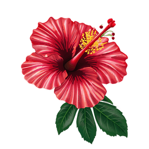 Red Hibiscus PNG hlo PNG image with transparent background