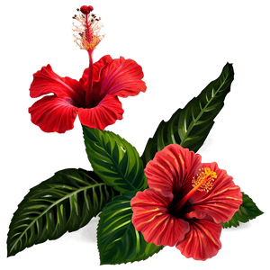 Red Hibiscus PNG kvx42 PNG image with transparent background