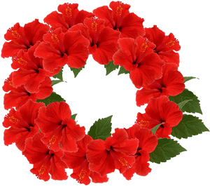 Red Hibiscus Wreath Transparent Background PNG image with transparent background