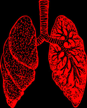 Red Human Lungs Illustration PNG image with transparent background