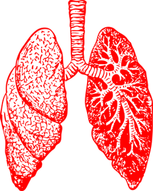 Red Human Lungs Illustration PNG Image