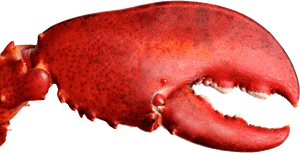 Lobster Crusher Claw, HD Png Download PNG image with transparent background