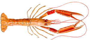 Lobster - Icelandic Lobster, HD Png Download PNG image with transparent background