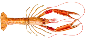 Red Lobster Illustration PNG Image