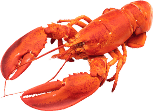 Download Lobster Animals Png Transparent Images Transparent - Lobsters Fish, Png Download PNG image with transparent background