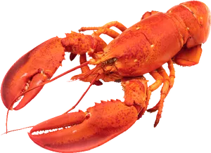 Red Lobster Isolated.png PNG Image