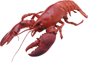 Lobster Png, Transparent Png PNG image with transparent background