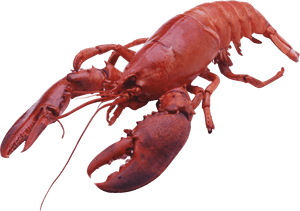 Lobster Large Front - Lobster Png, Transparent Png PNG image with transparent background