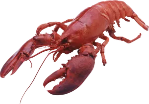 Red Lobster Isolatedon Blue Background.png PNG Image