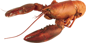 Lobster Png - Lobster With Transparent Background, Png Download PNG image with transparent background