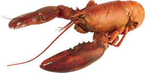 Red Lobster Isolatedon Transparent Background PNG Image