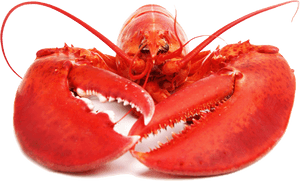 Download Lobster Png Free Download - Whole Lobster, Transparent Png PNG image with transparent background