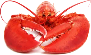 Red Lobster Isolatedon White Background PNG Image