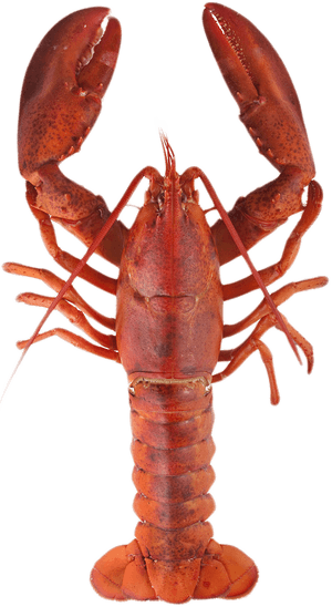 Lobster Top - Lobster Meaning In Urdu, HD Png Download PNG image with transparent background