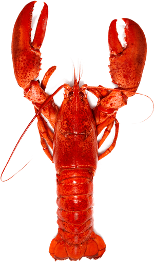 Benefit Of Lobster, HD Png Download PNG image with transparent background