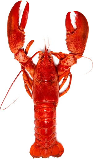 Red Lobster Standing Transparent Background.png PNG Image