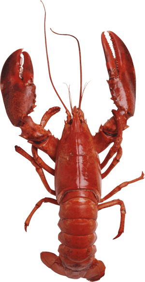 Lobster Png Free Download - Maine Lobster Transparent Background, Png Download PNG image with transparent background