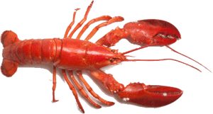 Transparent Lobster Tail Png - Lobster Png Hd, Png Download PNG image with transparent background