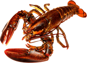 Lobster Png Transparent Image - Lobster Png, Png Download PNG image with transparent background
