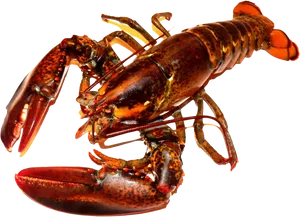 Red Lobster Transparent Background PNG Image