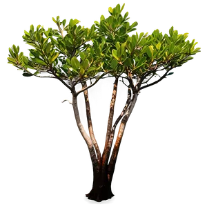 Red Mangrove Trees Png 11 PNG Image