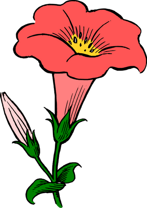 Marigold Clipart Transparent - Morning Glory Flower Clipart, HD Png Download PNG image with transparent background