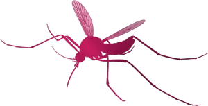 Mosquito Png Transparent Images - Mosquito, Png Download PNG image with transparent background
