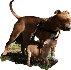Red Nose American Pit Bull Terrier Breeders In Ca Who - Pitbull American Png, Transparent Png PNG image with transparent background