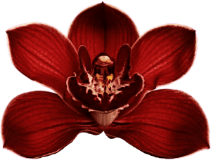 Clip Art Red Orchid Flower - Red Orchids Flowers Png, Transparent Png PNG image with transparent background